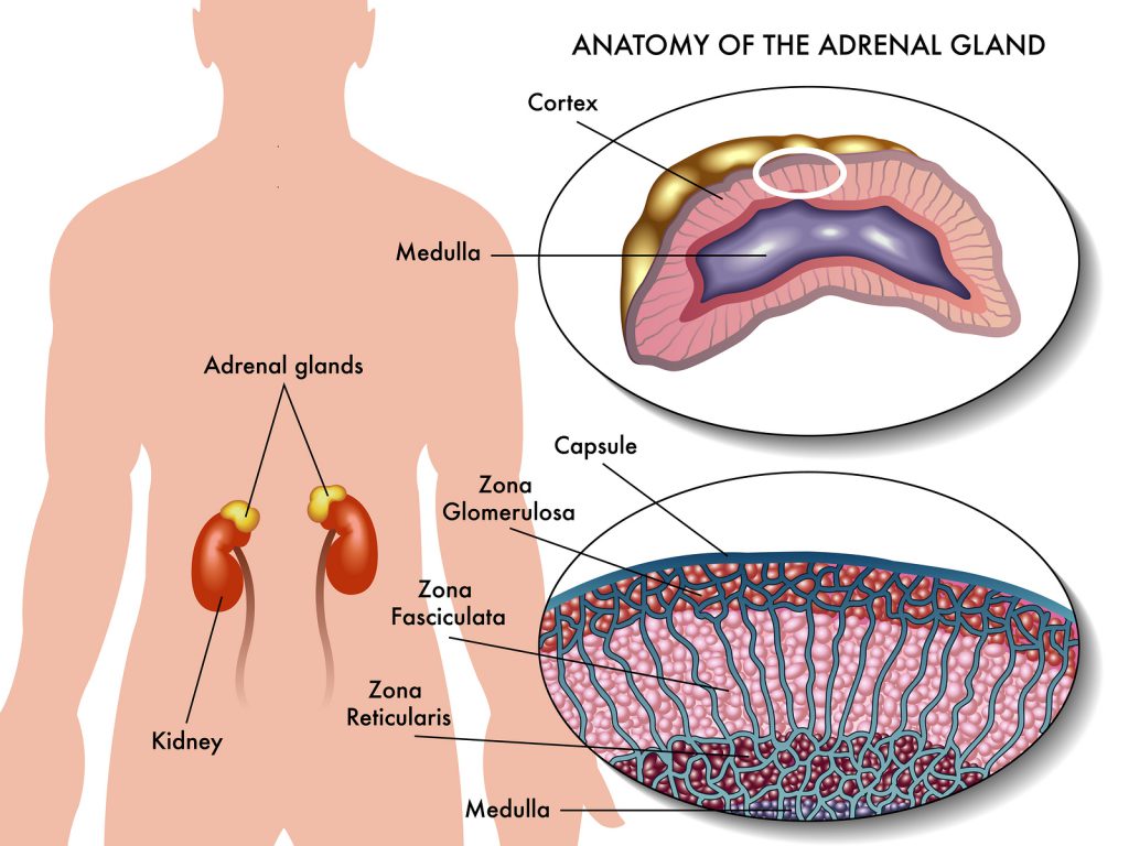 Can I Qualify for Disability Benefits with an Endocrine Disorder? Endocrine 1 1024x768 - Can I Qualify for Disability Benefits with an Endocrine Disorder?