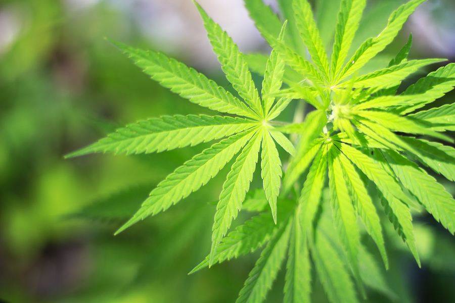 Cannabis Background Cannabis Background